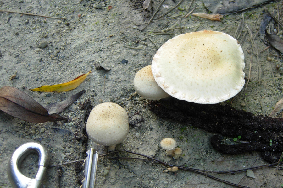 Pu essere Cystolepiota ? (cfr. Pholiota gummosa)